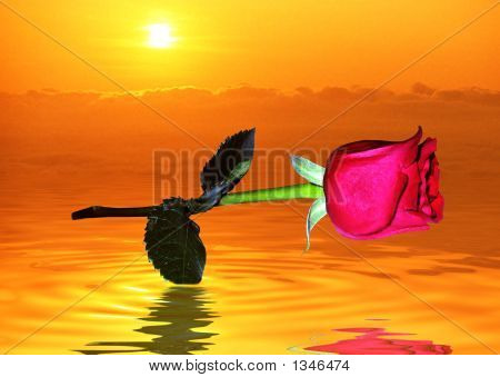 Rose rouge reflète dans l'eau