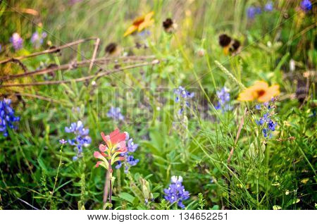 A mix of Texas wild flowers in a field.