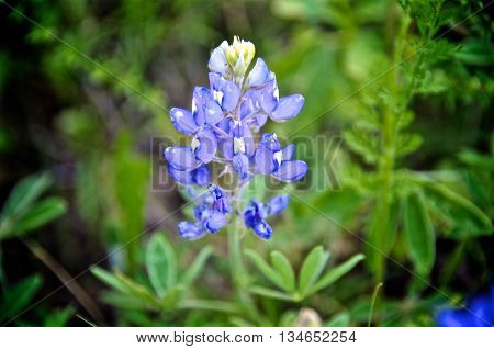 Texas Bluebonnet in a field, close up shot.
