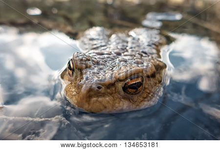 Common toad - Bufo Bufo - macro