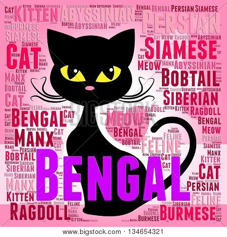 Bengal Cat Represents Exotic Kitty And Offspring