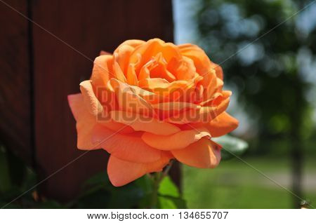 Beautiful orange rosebud with leafes in the garden