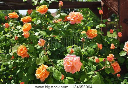 Beautiful orange rose with green leaf garden