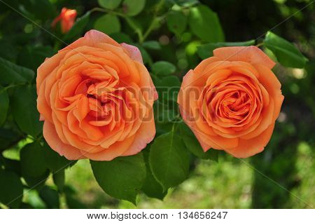 Beautiful orange rosebud with leafes in the garden