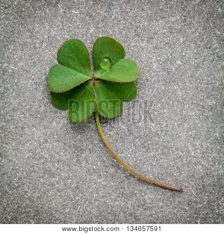 Clovers Leaves On Stone Background.the Symbolic Of Four Leaf Clover The First Is For Faith, The Seco