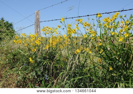 Yellow flowers growing along a barbed wire fence.