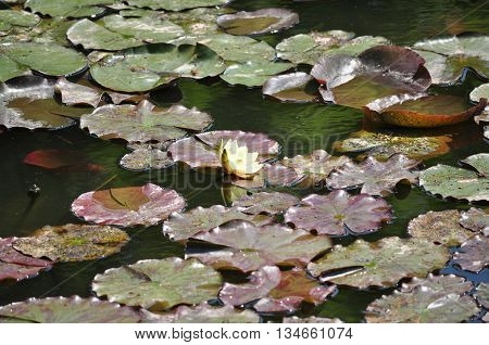 Water lily leaf in a pond close-up