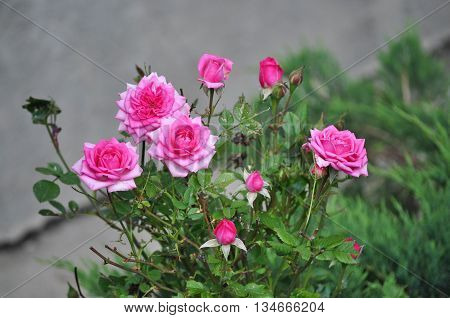 Beautiful pink rosebud with leafes in the garden