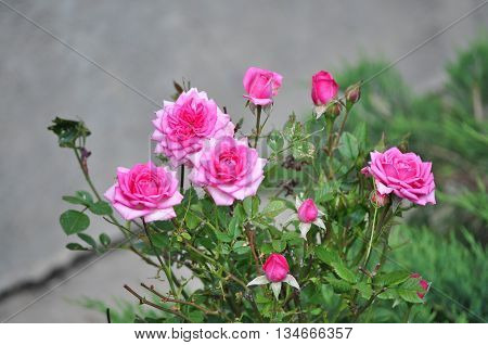 Beautiful pink rosebud with leafes in the garden