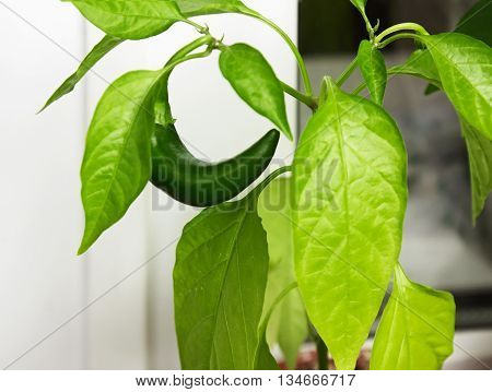 Capsicum annuum. Cultivation of green chili pepper on a windowsill vegetable garden inside home.