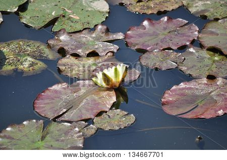 Water lily leaf in a pond close-up