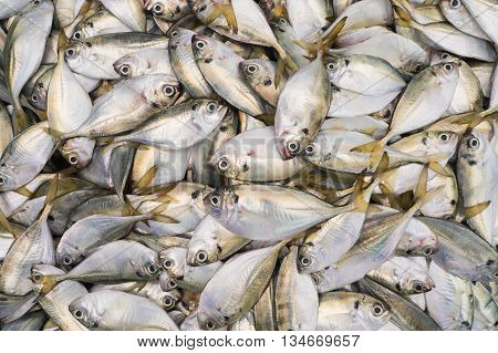 When fishermen return from the sea with a big catch
