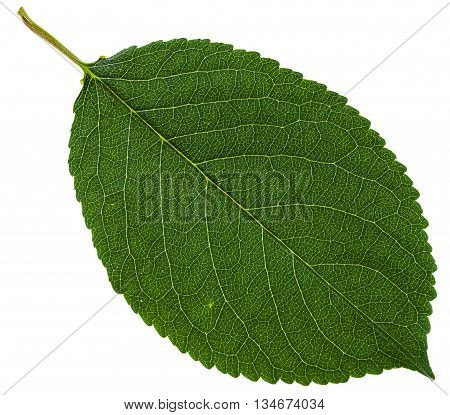 Green Leaf Of Wild Cherry Tree Isolated