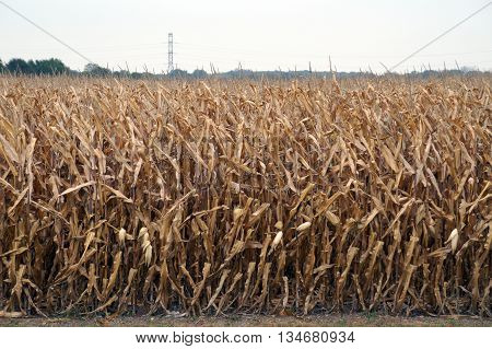 Corn in a cornfield, prior to harvest during October, in Plainfield, Illinois.