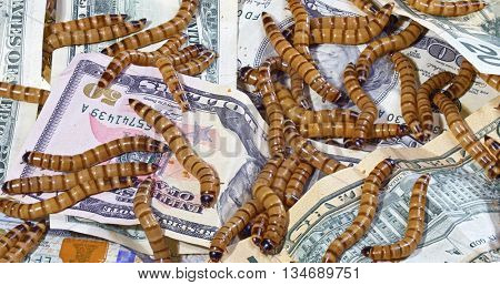 Big ugly worms crawling over dollars banknotes background, economic decay concept