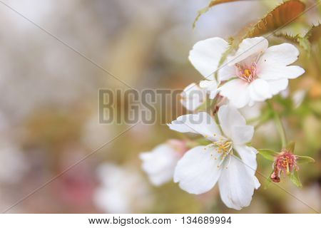 Beautiful white cherry blossom (Sakura) flower at full bloom in Japan