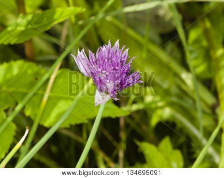 Purple chives blossom at flowerbed with bokeh background macro selective focus shallow DOF