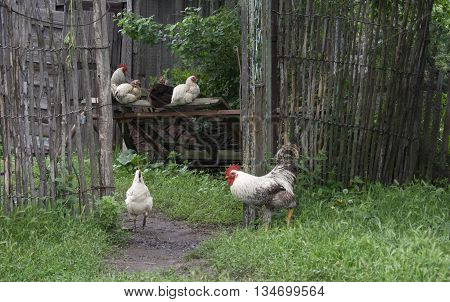Rooster and hens on the rural farm