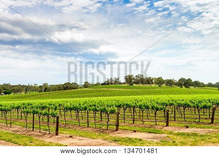 Picturesque winery in Barossa Valley South Australia.