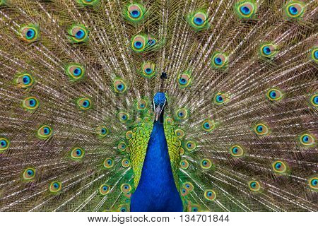 Colorful feathers of male peacock during mating