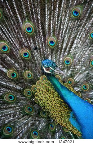 Peacock närbild