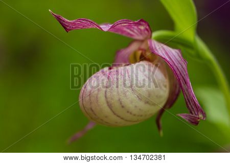 Bloom of lady slipper orchid (Cypripedium) with natural green background