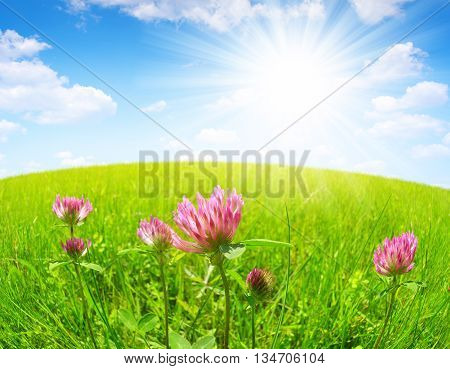 Clover flowers on spring meadow with blue sunny sky.
