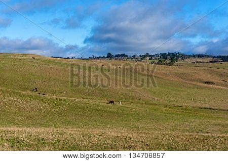 Agriculture summer rural landscape with farm animals. Australian green grass outback pasture against blue sky. Copy space