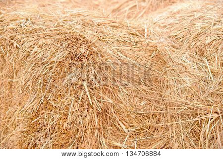Details of hay straw on a bale in close up view