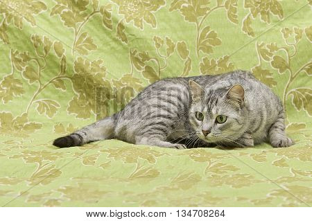 Cat on green background, cat at home,funny cat, domestic animal, grey serious cat in blurry background, portrait of cat. Playful cat on green background, playing cat