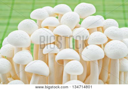 Close up White beech mushrooms Shimeji mushroom Edible mushroom on green bamboo mat background.