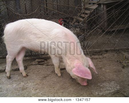 Varken