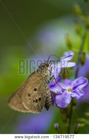 a borbo cinnara (Hesperiidae) Butterfly 0n flower