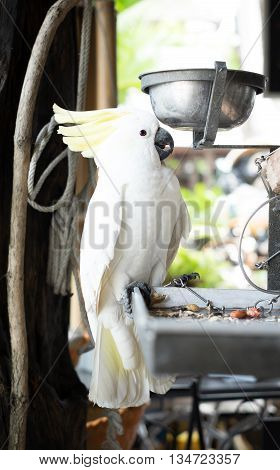 White Parrot  Bound With Chains At House