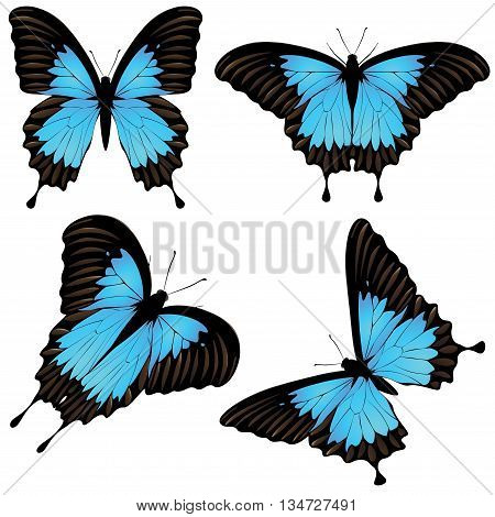 Mountain Swallowtail Set