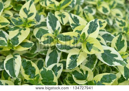 Variegated Chinese violet, Asystasia sp., Family Acanthaceae, Central of Thailand