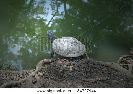 Turtle, Class Reptilia, at the pond side from central of Thailand