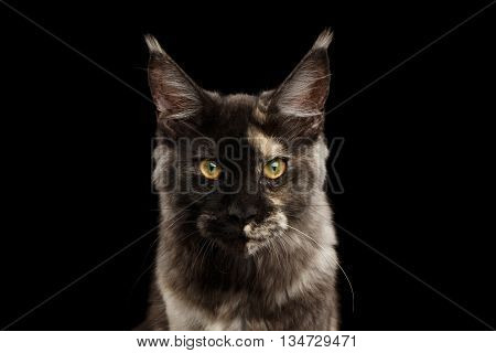 Closeup portrait of Maine Coon Cat Lookis Angry in Front view Isolated on Black Background