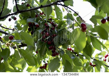 branch of ripe red sweet cherry subject fruit and berries