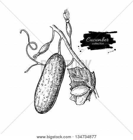 Cucumber plant hand drawn vector. Vegetable engraved style illustration. Isolated cucumber on branch with leaf and flower. Detailed botanical drawing. Farm market product.