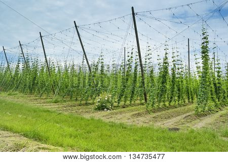 Hops Field in France. Organic Plantation of Hops