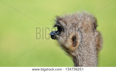 Close up of Ostrich with big eyes
