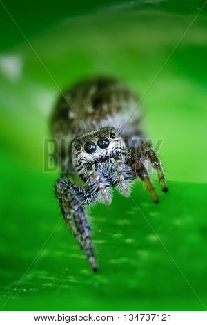 A macro shot of a jumping spider (Salticidae)