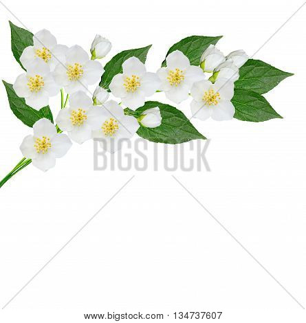 White jasmine flower. branch of jasmine flowers isolated on white background. spring flowers