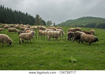 Hairy sheep on a green meadow in a mountain Brezovica Serbia