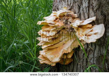 Tree fungus growing on wood. Mushrooms  group of fungi of the division Basidiomycota. Healthy wild mushroom wild nature.