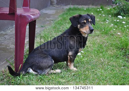 Black Dachshund watching and poseing in front of the camera