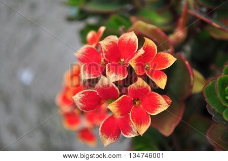 Red with yellow kalanchoe flower in the garden