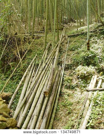Green bamboo forest closeup in central Taiwan