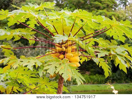 Papaya tree in the botanical garden in Singapore